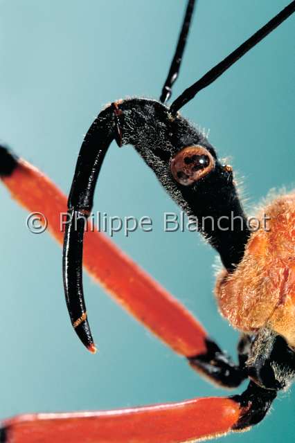 Rhinocoris nitiducus.JPG - in "Portraits d'insectes" ed. SeuilRhinocoris nitiducusReduveAssasin bugHemipteraReduviidaeCongo